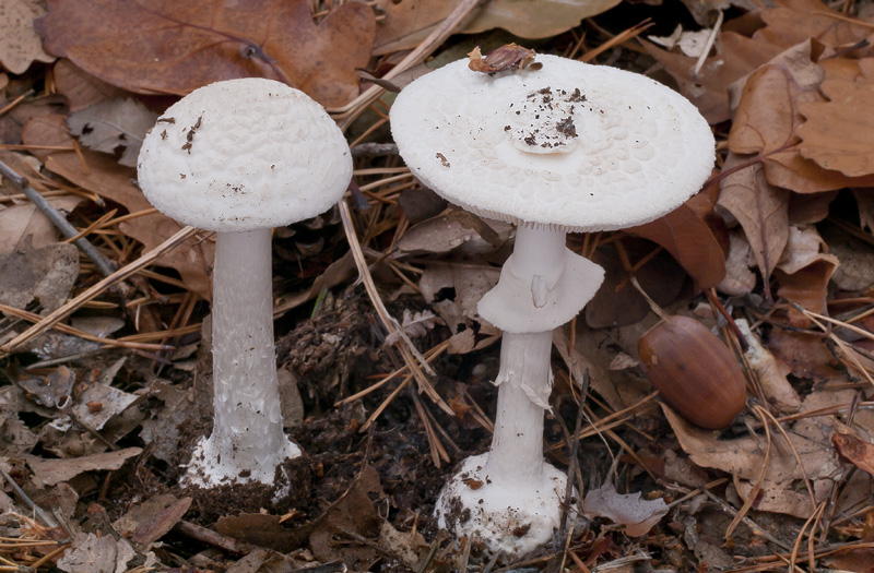 Amanita citrina var. alba